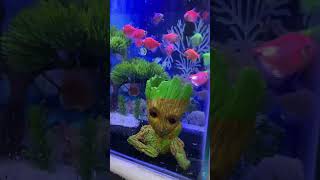 WIDEO GLOW TETRA FISH AQUARIUM SETUP #shorts #viral #setup #colors  #fish #fishlovers #beautiful