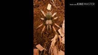 My First Video And First Tarantula!