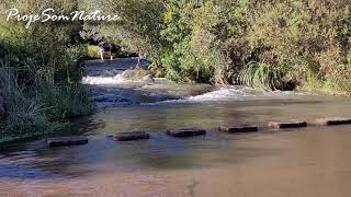 🌴🌴RELAXE COM A NATUREZA, CANTO DOS PÁSSAROS🦆, ANIMAIS, SOM DE ÁGUA CORRENTE, PEIXES🐠, MÚSICA SUAVE🌴🦜