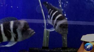 Funny Fish Eating Bubbles - What is she doing?