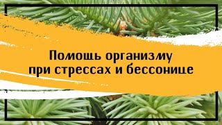 Естественная помощь организму при стрессах и бессонице