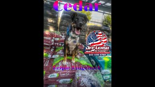 Cedar 2.5 yr old Kelpie Mix | Best Trained Dogs of OR | Portland OffLeash K9 Training