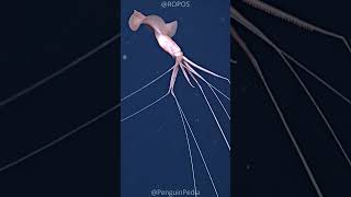 Bigfin Squid | A Strange Creature! 🦑🦑