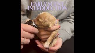 Goldendoodle Puppy Early Scent Introduction #puppy #cutepuppy  #goldendoodlepuppy #goldendoodles