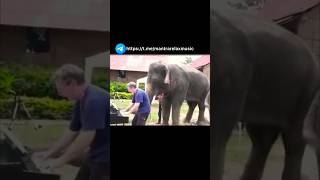 🔥👍Где Находят Таких  Слонов..Elephants Having Fun To The Fullest #elephant