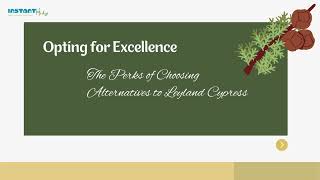 Stop Planting Leyland Cypress Hedges Now! A Look at Greener Options