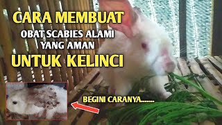 CARA MEMBUAT OBAT SCABIES ALAMI YANG AMAN UNTUK KELINCI