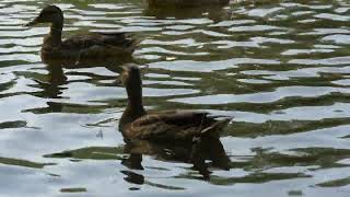 Beautiful wild ducks floating on the water river. Amazing colorful waterfowl bird in a pond, close