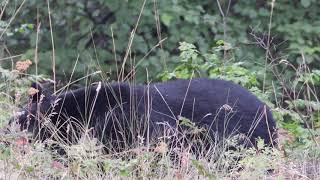 Black Bear Slowly Waking Up From A Nap Encounter