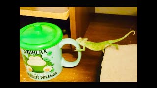 CUTE BABY CHAMELEON STRUGGLING TO CLIMB MUG (#TBT)