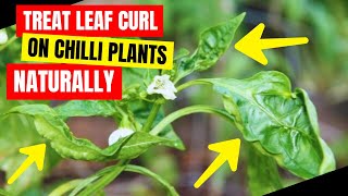 How Do You Treat Leaf Curl on Chilli Plants With Natural Methods