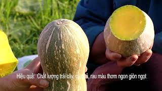 MẸO TRỒNG BÍ ĐỎ ĐƠN GIẢN MÀ BÀ CON KHÔNG NÊN BỎ LỠ