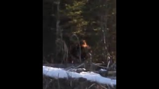 Giant Bigfoot spotted in Alberta COMPLETE Bigfoot, Sasquatch, Yeti