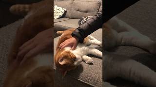 Petting an orange cat