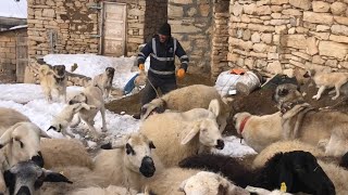 BİR ANDA KUZUYA SALDIRDILAR KUZUYU KAPTIĞI GİBİ KAÇIYORDU AĞZINDAN ZOR KURTARDIM