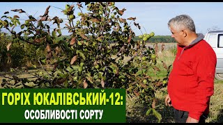 №213 Горіх "Юкалівський-12": Особливості сорту