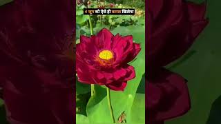 BJP Song ||  PM Modi Ji || CM Yogi Ji ||#shorts#viral#status#video#jaishreeram