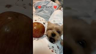 ❤️ YORKIE ❤️  #yorkie #yorkshireterrier #shortvideo #video #amigopet #videos  #dogs #perros