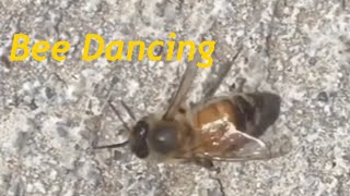 Bee Dancing