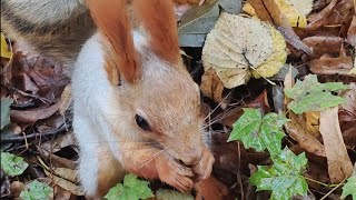 Беличьи будни. Заготовка на зиму и перекус.