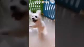 My dog in happy mood #shorts #trending #youtubeshorts #tiktok #status #compilation #viral #animals