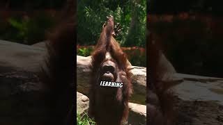 Orangutan Intelligence: More Than Just a Pretty Face