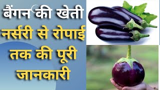 बैंगन की खेती नर्सरी से रोपाई तक की पूरी जानकारी || Brinjal farming || बैंगन की खेती