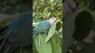 Little bird song video