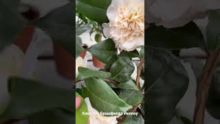 Камелия Брашфилдз Йеллоу / Camellia Brushfield”s Yellow