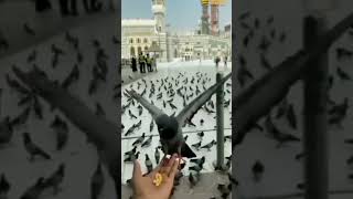 #islam #viral #foryou #کبوتر دانہ کھاتے ہوئے#beautiful #scene#Khana Kaba #pigion #Subhan Allah