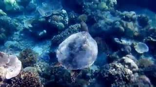 Tartaruga marina alle isole Gili in Indonesia