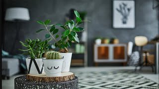 8 Houseplants To Keep House Cool Without AC