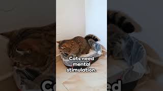 ATTENTION❗YOUR Cat HATES You Doing These 5 Things #cat #kittens  #catvideos #catlover #yourcat