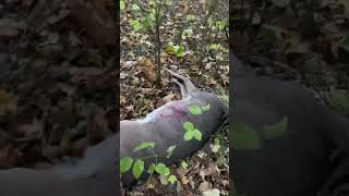 Early Iowa Muzzle loader Season hunting with my Son and Daughter #hunting #deerhunting #shorts