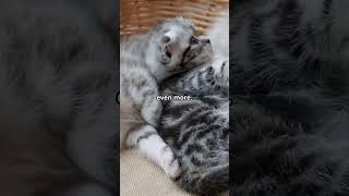 Why Do Cats Sleep So Much? 🐱💤 | PetCentric TV #shorts #pets #video #facts