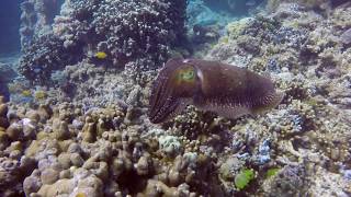 Amazing underwater footage at the Great Barrier Reef