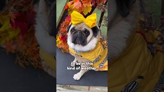 Send This video to someone who is always COLD 🥶 #shorts #dog #pug