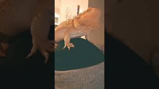 Mr Lizard the Bearded dragon climbing on my head #shorts #beardeddragon