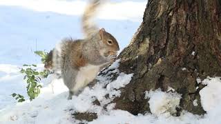 Squirrel in the snowy forest - Visit my store