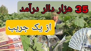 نهال درخت پالونیا را در افغانستان از کجا بدست بیاورم؟