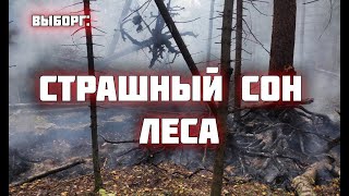 Вынесли солдата из лесного пожара, нашли редкие артефакты/Раскопки Второй мировой войны