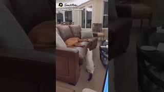 Funny and Soo Cute Cat Viral this Video Compilation_#short