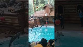 Lumba lumba di Taman Safari #shorts #tamansafari #dolphin