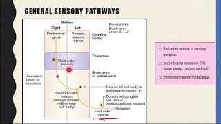 Dorsal Column - Medial Lemniscus Pathway