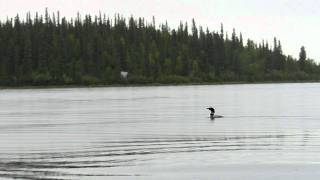 Arctic Loon Call