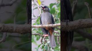 Abyssinian catbird VS 5000 BCE Abyssinian catbird. #birds