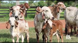 LEITE A PASTO - O LEITE DO MATO GROSSO, DO BRASIL