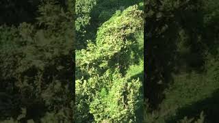 Nature is Life #viralvideo #nature #viral #shorts #foryou #short #shortsviral #shortsfeed #fyp