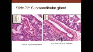 2. Medical School Histology. Epithilium And Glands