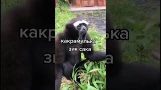 чё ти нада? шикалада🐒